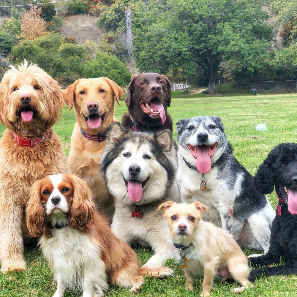 Adventure Dog LA - Attie with her best buds! - Dog Walkers Near Me - Pasadena, California Adventure Dog LA - Attie with her best buds! - Dog Walkers Near Me - Pasadena, California