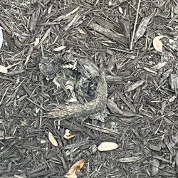 King & Prince Golf Club - Dead squirrel that I had to remove from my yard next to the golf club property