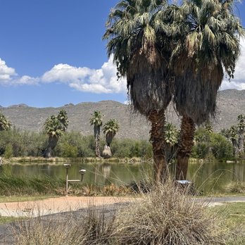 Agua Caliente Park - Lake - Parks Near Me - Tucson, Arizona
