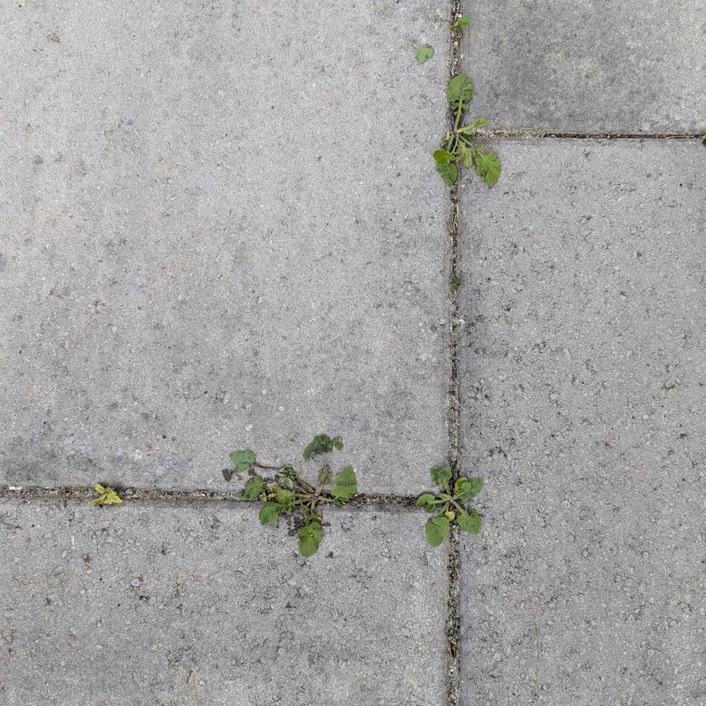 Seattle Eastside Pavers - Weeds - Masonry/Concrete Near Me