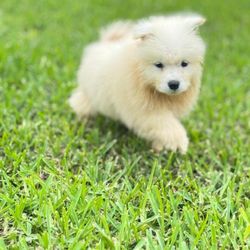 Pet Limo - My puppy