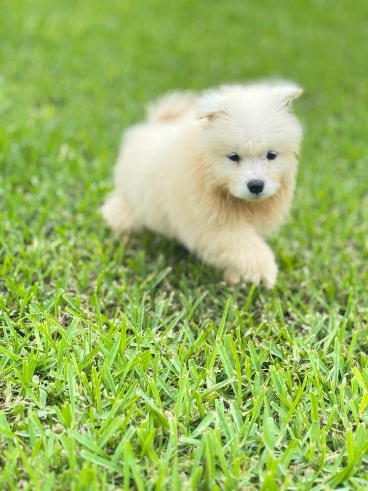 Pet Limo - pet boarding facility in Miami, FL