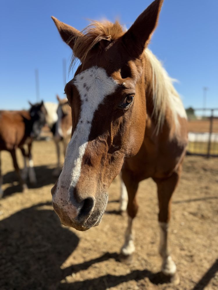 Circle H Haven Foundation - social services organization in Midland, TX