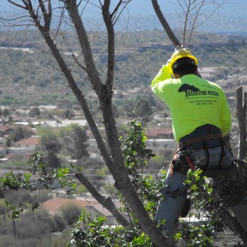 Trees For Needs - Tree Services Near Me - Phoenix, Arizona