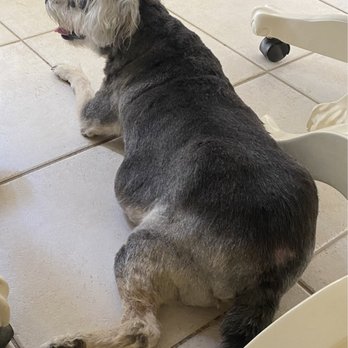 Pierre's Pet Grooming - Breauxdy - Pet Groomers Near Me - Humble, Texas Pierre's Pet Grooming - Breauxdy - Pet Groomers Near Me - Humble, Texas