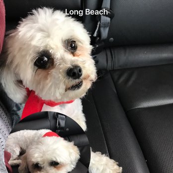 Trendi Pawz - My dog is happy after a 'spa' day @ Trendi Pawz - Pet Groomers Near Me - Long Beach, California