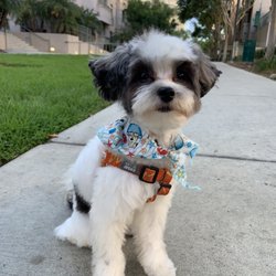 Escondido Pets - Mulatto (Yorkiepoo)