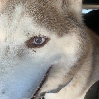 Rex's Place - Pet Training Near Me - Evanston, Illinois