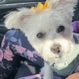 Prince Benji Dog Grooming: Unleash Flawless Style