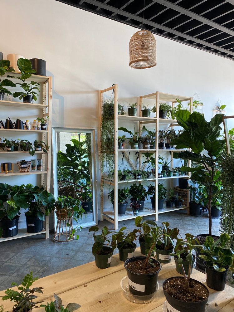 SUN AND SOIL PLANT PARLOR Updated August 2024 14 Photos & 12 Reviews 403 Augusta St