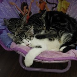 Country Grove Veterinary Clinic - Coco, Elsa and Mark Anthony