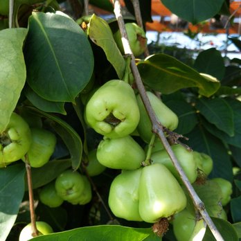 Upland Nursery - Wax apple - Nurseries & Gardening Near Me - Orange, California Upland Nursery - Wax apple - Nurseries & Gardening Near Me - Orange, California