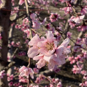Fresno County Blossom Trail - Nectarine blossom - Local Flavor Near Me - Fresno, California Fresno County Blossom Trail - Nectarine blossom - Local Flavor Near Me - Fresno, California