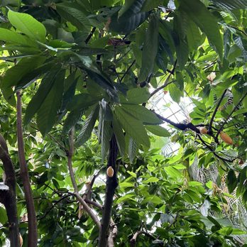 Lincoln Park Conservatory - Parks Near Me - Chicago, Illinois