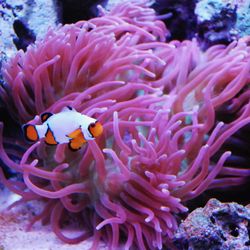 Aquarium Illusions