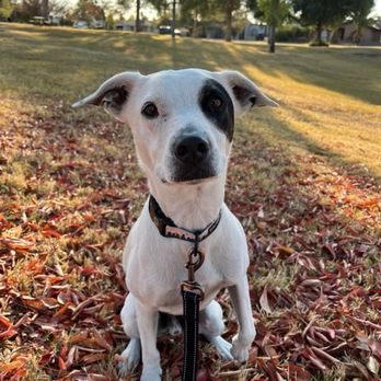 Hand and Hound Pet Sitting - Pet Sitting Near Me