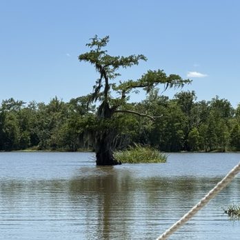 Acadian Swamp Tours - Boat Tours Near Me - White Castle, Louisiana Acadian Swamp Tours - Boat Tours Near Me - White Castle, Louisiana