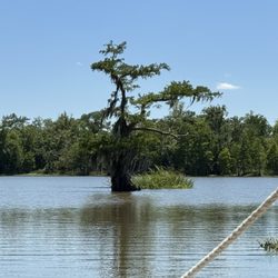Acadian Swamp Tours