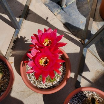 Sierra Vista Growers - Nurseries & Gardening Near Me - Anthony, New Mexico