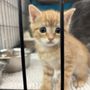 Photo of Cause For Paws Thrift Store