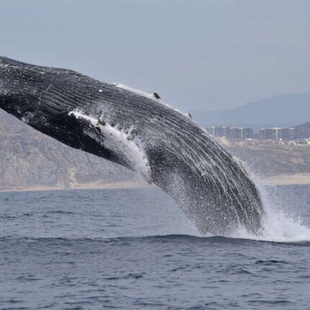 Whale Watch Cabo - More breaching - Tours Near Me - Cabo San Lucas, BCS Whale Watch Cabo - More breaching - Tours Near Me - Cabo San Lucas, BCS