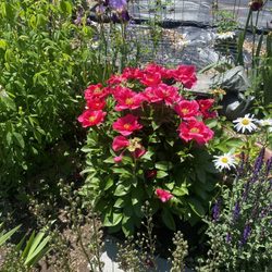 Edgerton Park Community Greenhouses