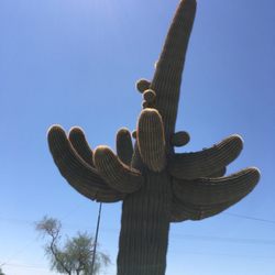 Sonoran Desert National Monument - Cactus