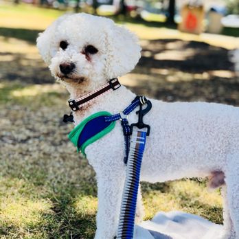 Pet Match Rescue - Animal Shelters Near Me Pet Match Rescue - Animal Shelters Near Me