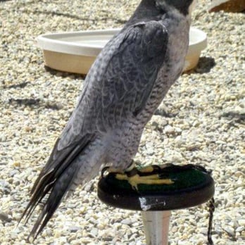 West Coast Falconry - Specialty Schools Near Me - Marysville, California West Coast Falconry - Specialty Schools Near Me - Marysville, California
