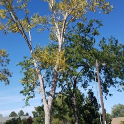 Green Empire Tree Service - Crown restoration after storm damage