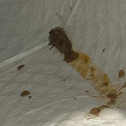 Bug in my food