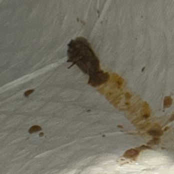 Tiagos Tacos - Bug in my food - Food Trucks Near Me - Hialeah, Florida
