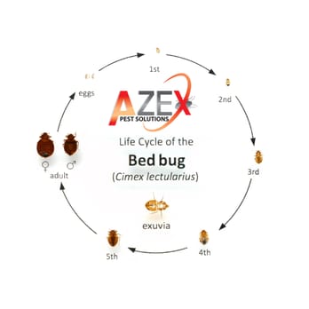 AZEX Pest Solutions - Pest Control Near Me - Prescott, Arizona AZEX Pest Solutions - Pest Control Near Me - Prescott, Arizona