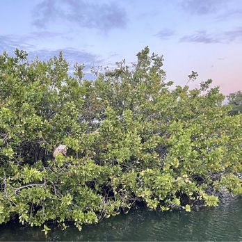 Down South Charters - Iguana in the mangroves - Fishing Near Me - St. Croix, Virgin Islands Down South Charters - Iguana in the mangroves - Fishing Near Me - St. Croix, Virgin Islands