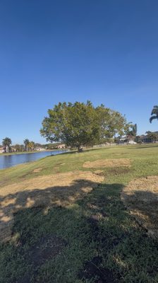 Tree Services Pacheco on Yelp