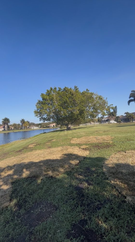 Tree Services Pacheco - tree service in Fort Lauderdale, FL