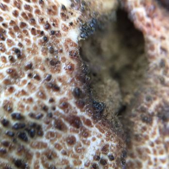Russell E Emmenegger Nature Park - Close-up of funky mushroom ball - Parks Near Me - Kirkwood, Missouri Russell E Emmenegger Nature Park - Close-up of funky mushroom ball - Parks Near Me - Kirkwood, Missouri