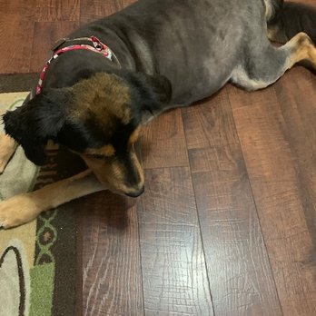 Mutt Cuts by Nicole - After - Pet Groomers Near Me - Cincinnati, Ohio