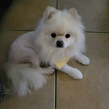 Doggy Zone Mobile Spa - Lions cut with fluffy tail. Cute 15 year old Pomeranian - Pet Groomers Near Me Doggy Zone Mobile Spa - Lions cut with fluffy tail. Cute 15 year old Pomeranian - Pet Groomers Near Me