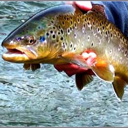 Park City Excursions - Provo River Brown Trout