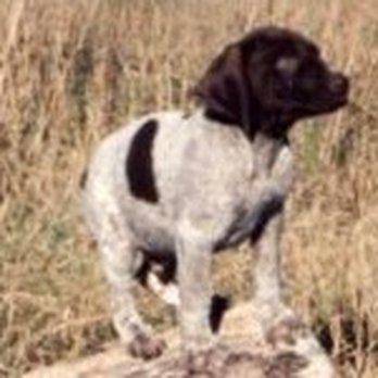 Rainbow Kennels - Pet Sitting Near Me - Braham, Minnesota Rainbow Kennels - Pet Sitting Near Me - Braham, Minnesota