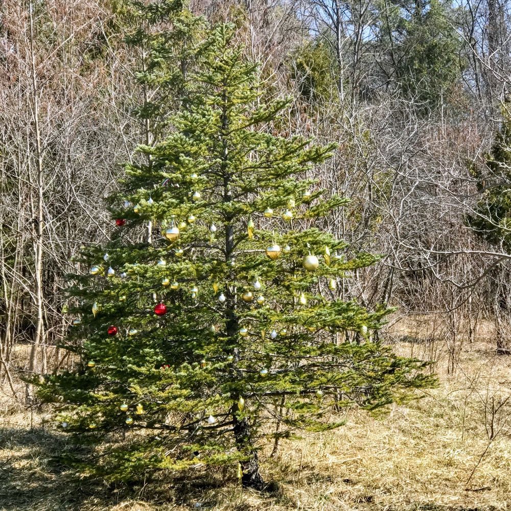 East Don Parkland - Tree decked out for Christmas - Parks Near Me - Toronto, Ontario East Don Parkland - Tree decked out for Christmas - Parks Near Me - Toronto, Ontario