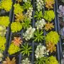 Photo of Nokomis Gift & Garden