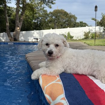 Happily Ever After Rescue - Pet Adoption Near Me Happily Ever After Rescue - Pet Adoption Near Me