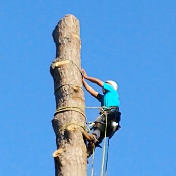 Tree Masters - a man climbing a tree - Tree Services Near Me - Savannah, Georgia Tree Masters - a man climbing a tree - Tree Services Near Me - Savannah, Georgia