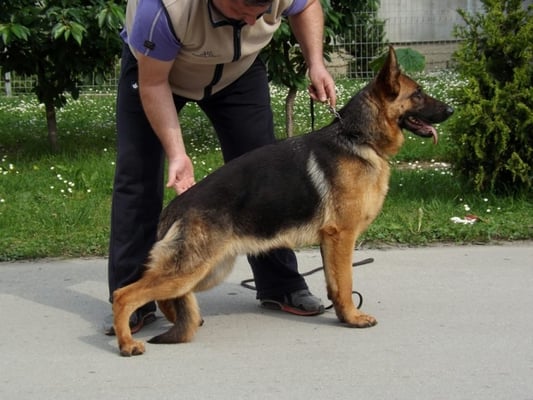 von rief german shepherds