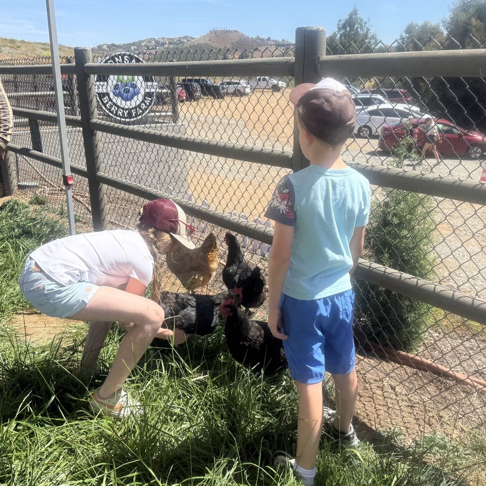 Bonsall Berry Farm - Petting paddock - Pick Your Own Farms Near Me - Bonsall, California Bonsall Berry Farm - Petting paddock - Pick Your Own Farms Near Me - Bonsall, California