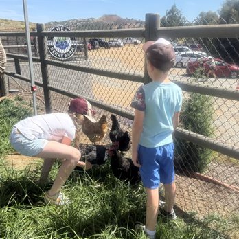 Bonsall Berry Farm - Petting paddock - Pick Your Own Farms Near Me - Bonsall, California Bonsall Berry Farm - Petting paddock - Pick Your Own Farms Near Me - Bonsall, California