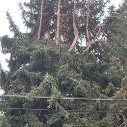 Asplundh Tree Expert - After asplundh trimmed branches