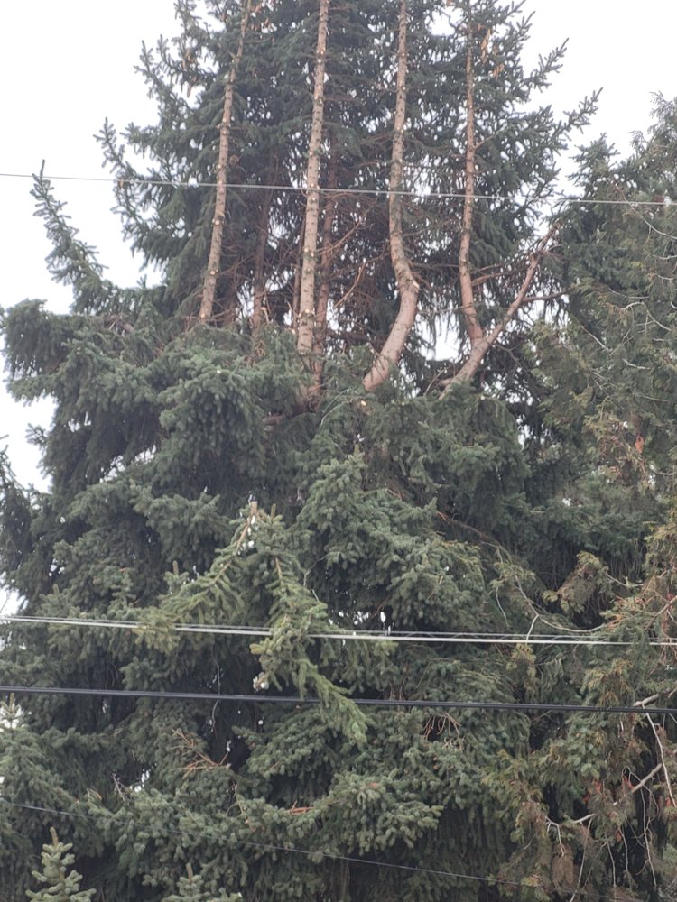 ASPLUNDH TREE EXPERT Updated September 2024 spokane, Washington